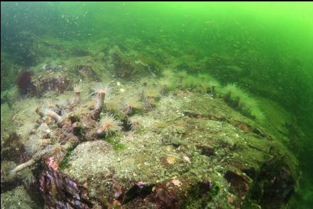 tube-dwelling anemones