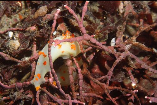 clown nudibranch in coraline algae