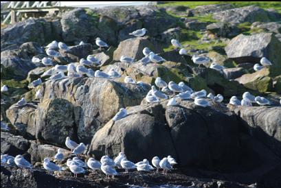 gulls