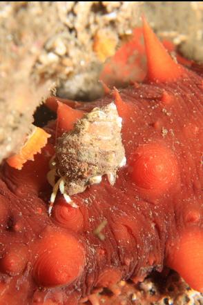hermit crab on a California cucumber