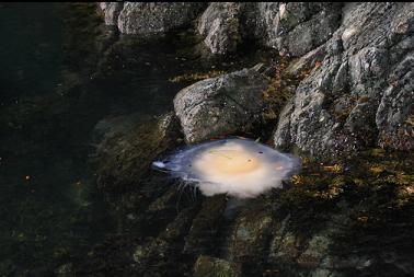 lion's mane jelly on surface