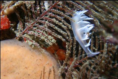 nudibranch on hydroid