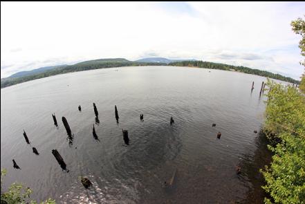 old pilings 