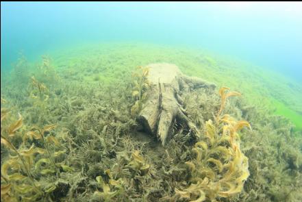 stump in the shallows