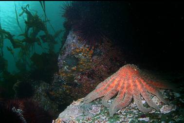 sunflower star in shallows