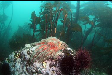 sunflower star, urchins and kelp