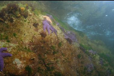 seastars near surface