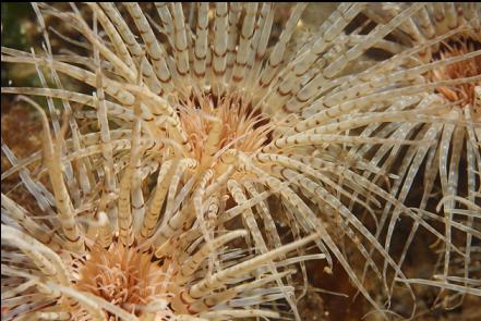 tube-dwelling anemones