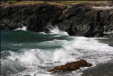 waves and kelp on beach