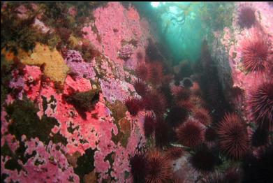 hydrocorals in surge channel