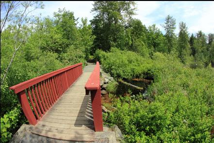 footbridge over swampy area