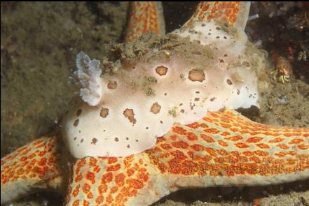 nudibranch on leather star