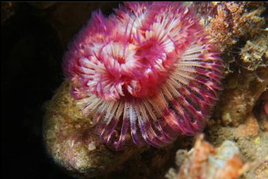 tube worm