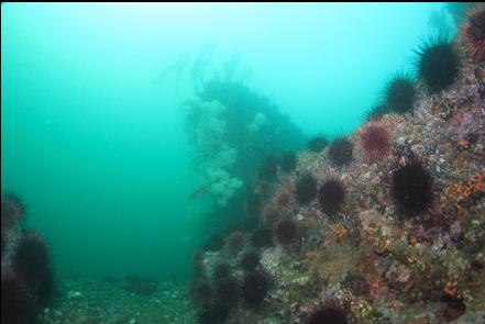 rock outcrop covered with anemones