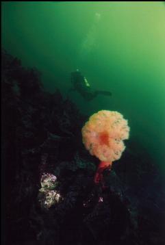 PLUMOSE ANEMONE