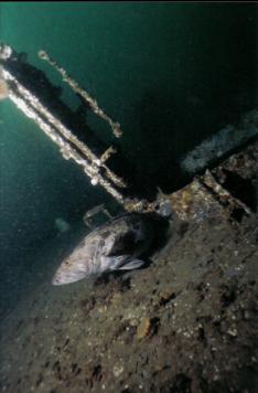 LINGCOD NEAR HATCH