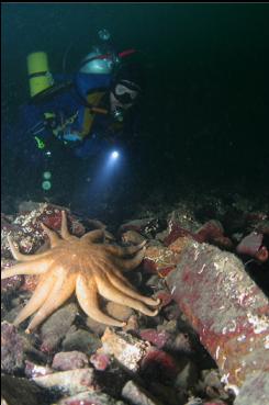 SEASTAR NEAR DEEPER REEF