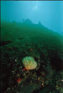 ANEMONE ON WALL