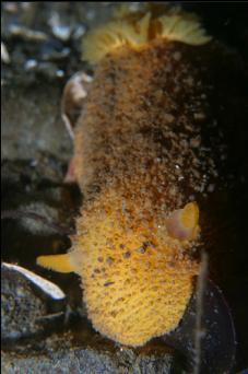 SEA LEMON NUDIBRANCH