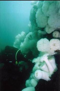 DIVER LOOKING IN CAVE