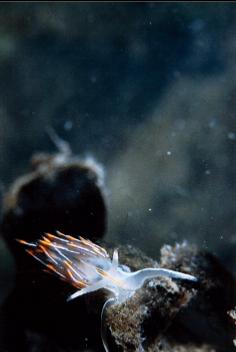 NUDIBRANCH