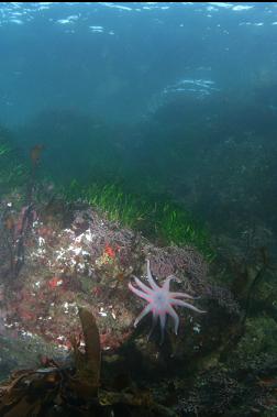 seastar and surfgrass near top of reef
