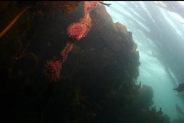 brooding anemones on kelp