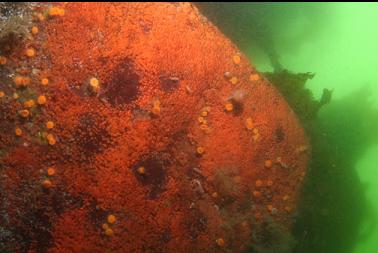 tunicates and cup corals on small wall