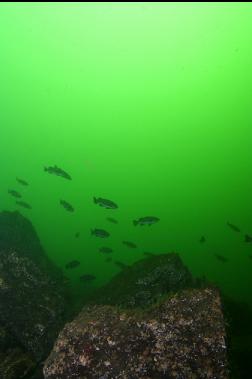 school of rockfish