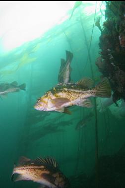 copper rockfish in kelp