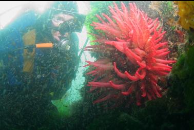 fish-eating anemone