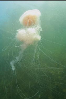 lion's mane