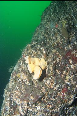 cloud sponge on wall