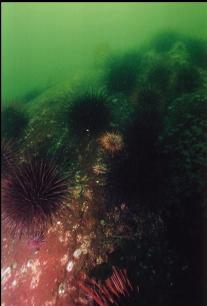 MORE URCHINS ON ROCKS