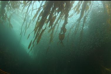 herring in canyon