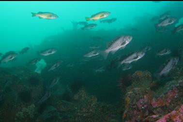 rockfish on wall