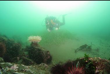 fish-eating anemone and urchins next to eel grass