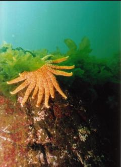 SUNFLOWER STAR IN SHALLOWS