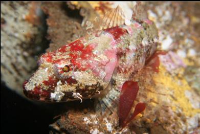 sculpin on wreck