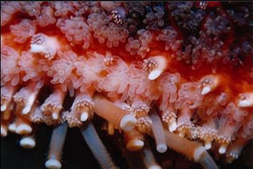 SUNFLOWER STAR CLOSEUP