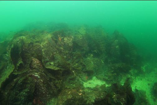 bottom kelp covering a rocky reef