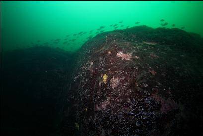 school of perch at top of wall