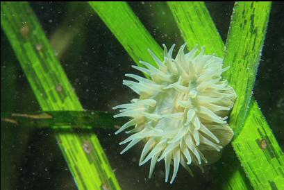 anemone on eel grass