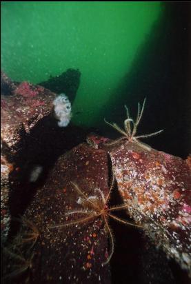 FEATHER STARS