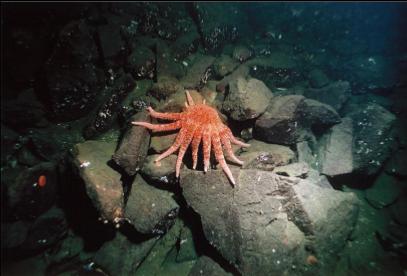 SUNFLOWER STAR AT BASE OF WALL