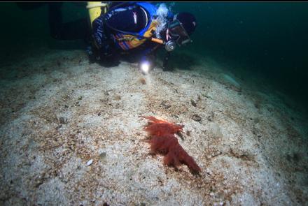 giant nudibranch