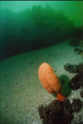 SEA PEN