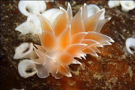 nudibranch and eggs