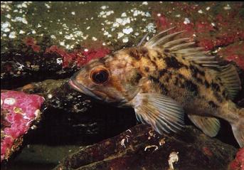 BROWN ROCKFISH