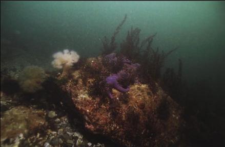 SEA STARS AND ANEMONES IN SHALLOWS